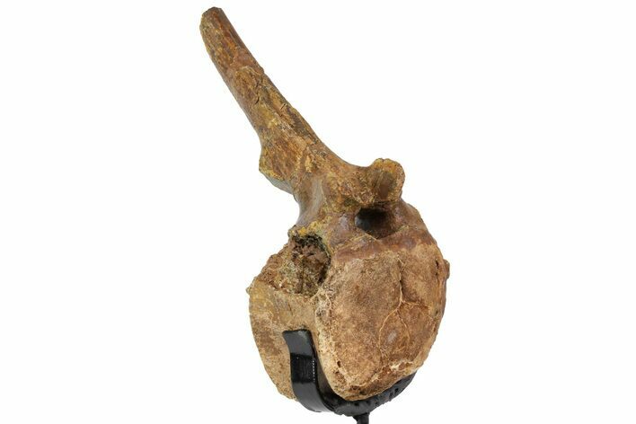 Hadrosaur (Edmontosaurus) Caudal Vertebra - South Dakota #113147